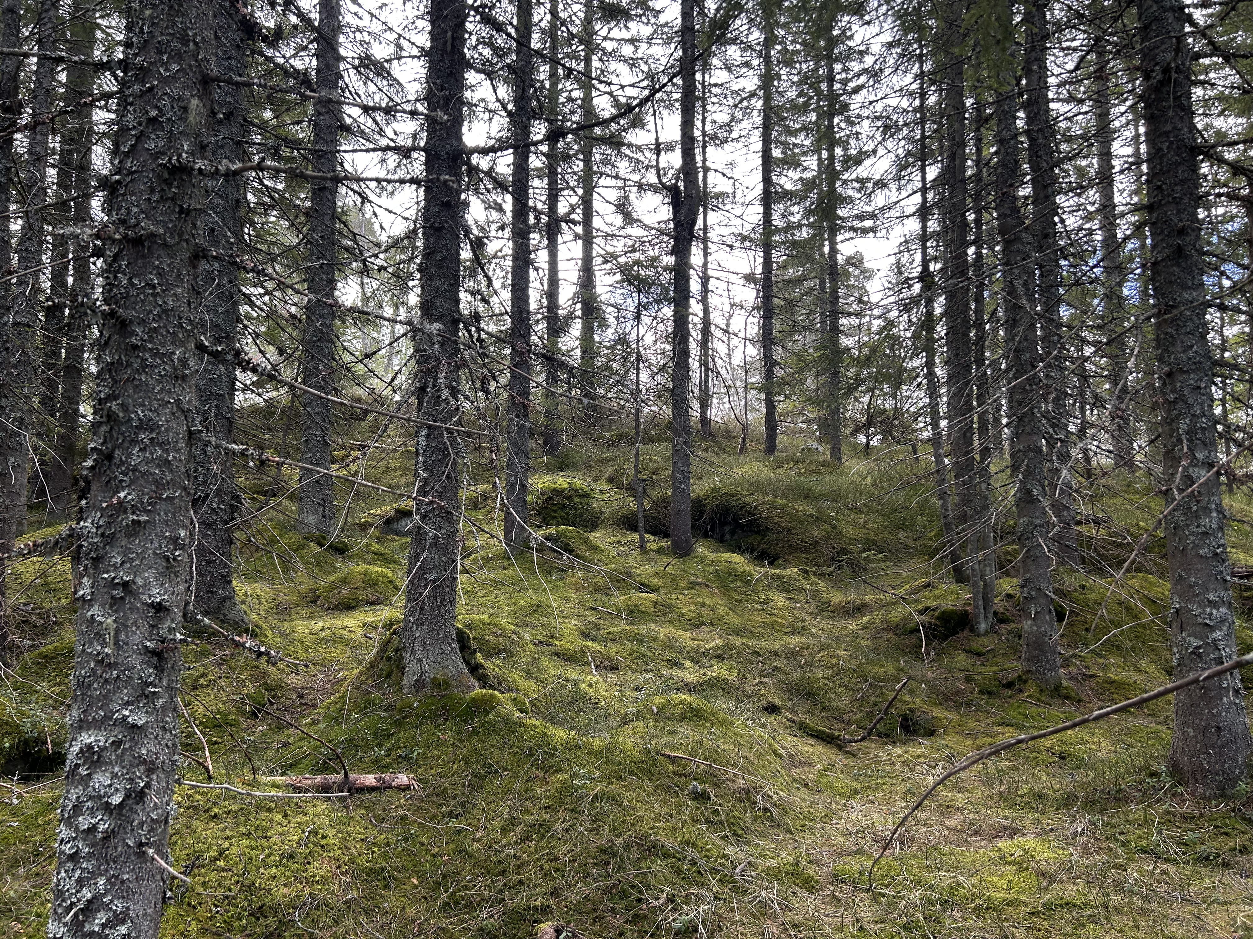 Litt skog