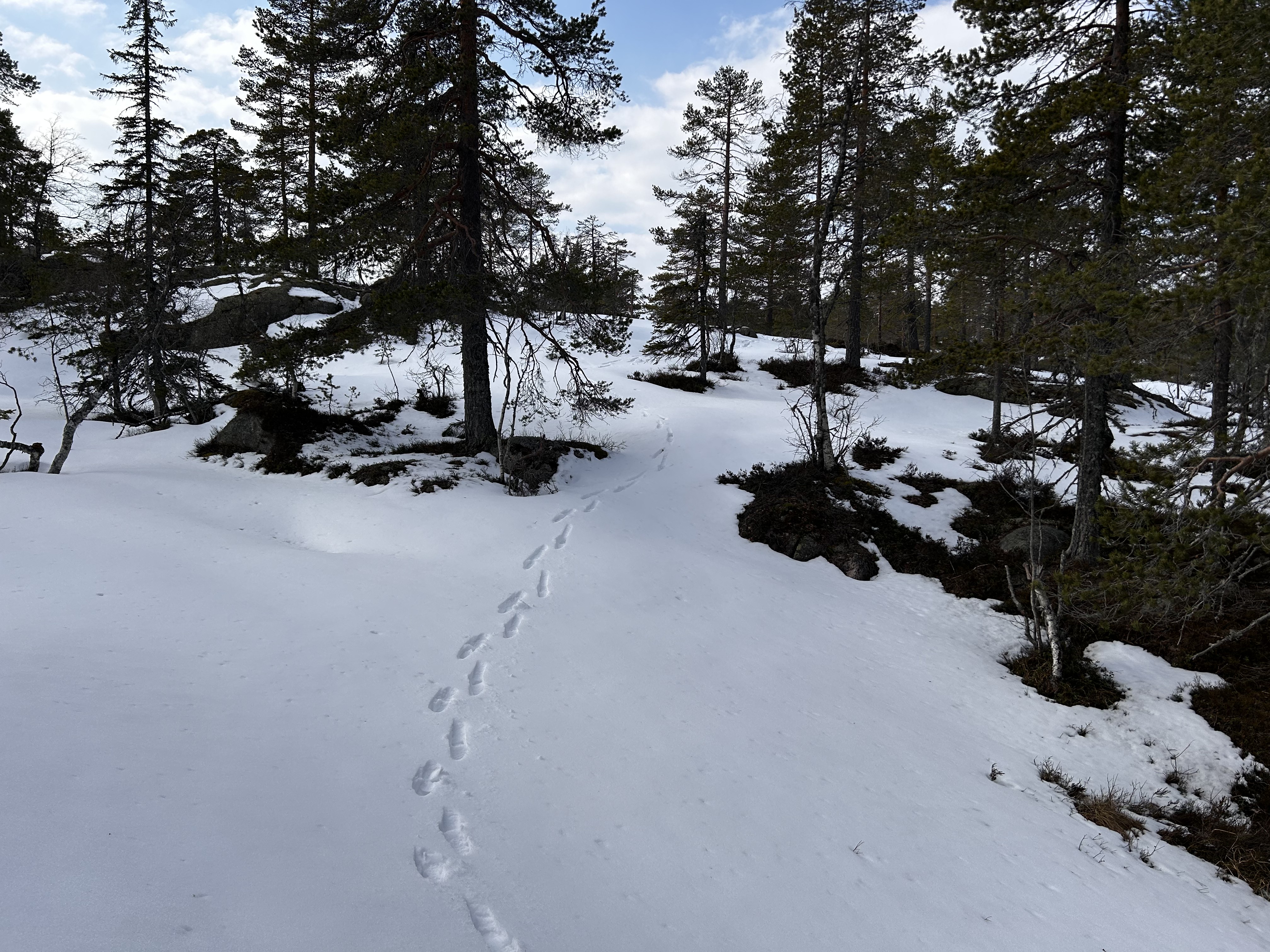 Fotspor i snøen